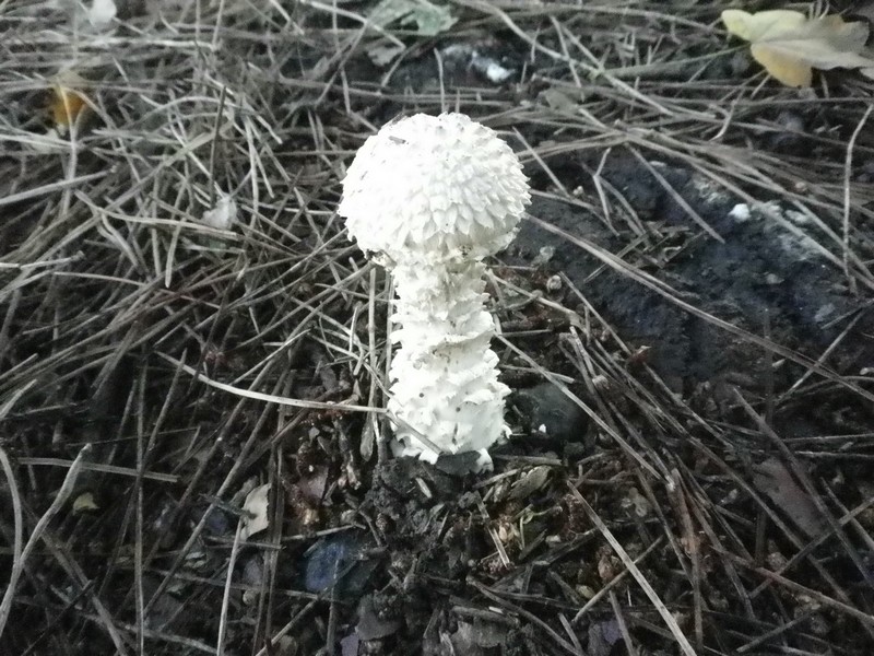 Amanita vittadini v, codinae?